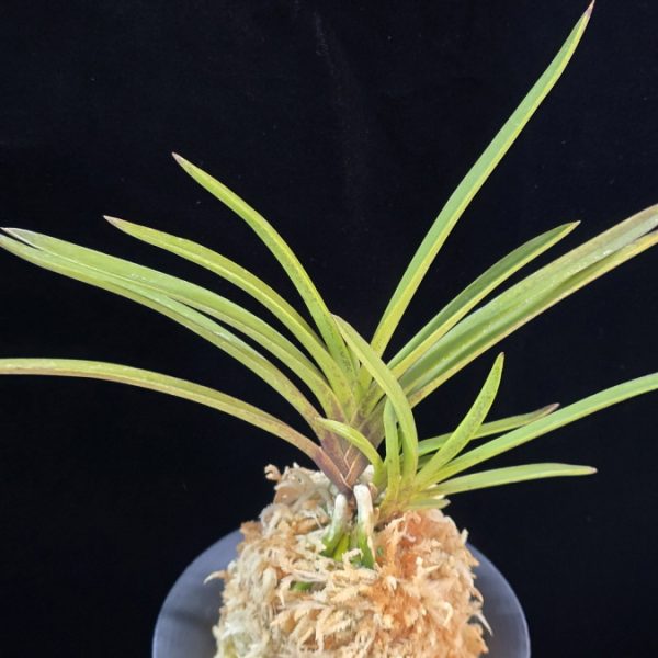 황지연 黃池淵 Hwangjiyeon (3spur)