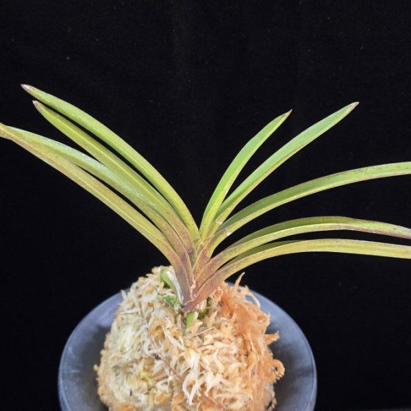 황지연 黃池淵 Hwangjiyeon (3spur)