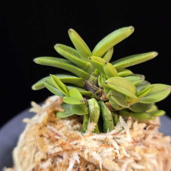 흑진주 黒真珠 Kuroshinju