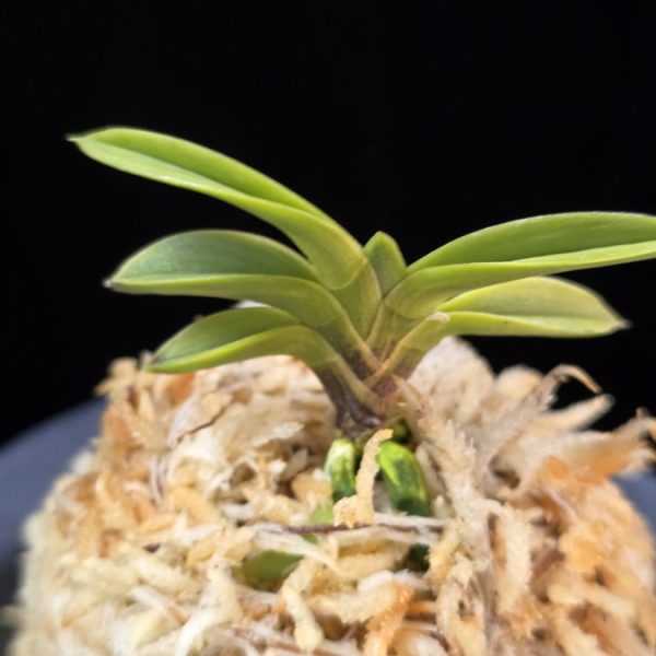 몽환복륜 夢幻覆輪 Mugen fukurin