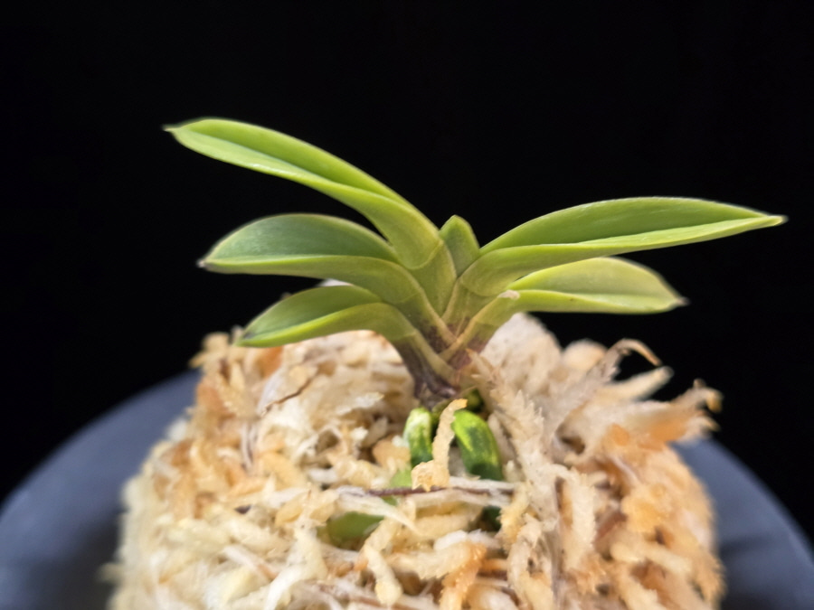 몽환복륜 夢幻覆輪 Mugen fukurin 몽환복륜 夢幻覆輪 Mugen fukurin