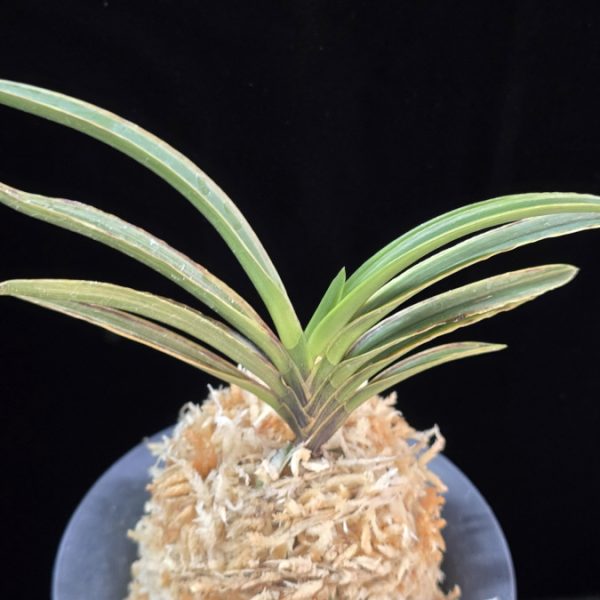 신라 新羅 Sinra (Shiragi)