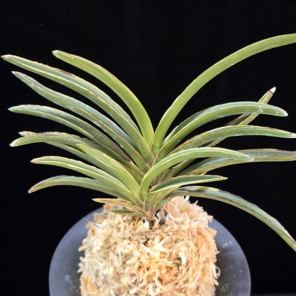 신라 新羅 Sinra (Shiragi)