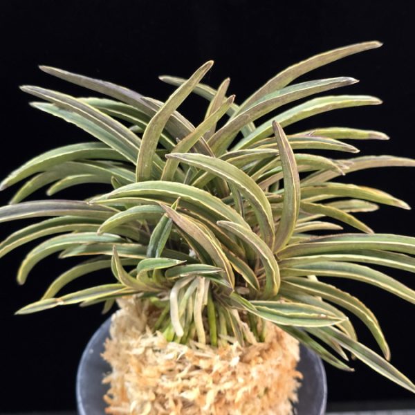 신라 新羅 Sinra (Shiragi)