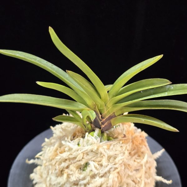 삼소전 三笑殿(万華境) Samsojeon(Mangekyo) (3 spur)