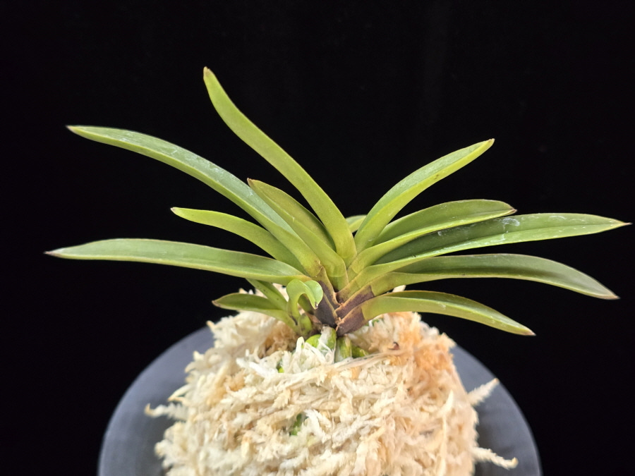 삼소전 三笑殿(万華境) Samsojeon(Mangekyo) (3 spur) 삼소전 三笑殿(万華境) Samsojeon(Mangekyo) (3 spur)