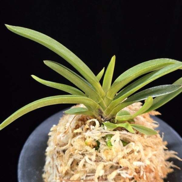 삼소전 三笑殿(万華境) Samsojeon(Mangekyo) (3 spur)