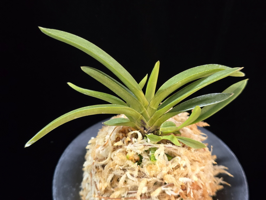 삼소전 三笑殿(万華境) Samsojeon(Mangekyo) (3 spur) 삼소전 三笑殿(万華境) Samsojeon(Mangekyo) (3 spur)