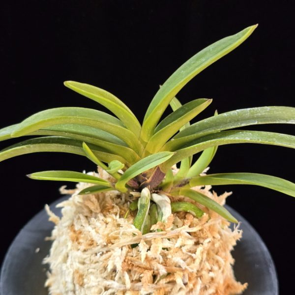 삼소전 三笑殿(万華境) Samsojeon(Mangekyo) (3 spur)