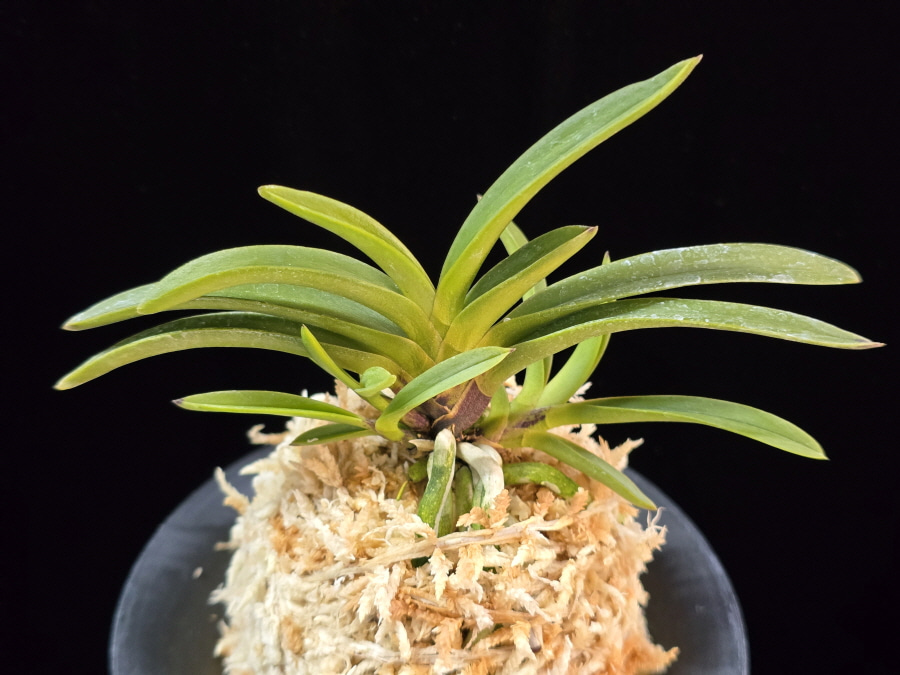 삼소전 三笑殿(万華境) Samsojeon(Mangekyo) (3 spur) 삼소전 三笑殿(万華境) Samsojeon(Mangekyo) (3 spur)