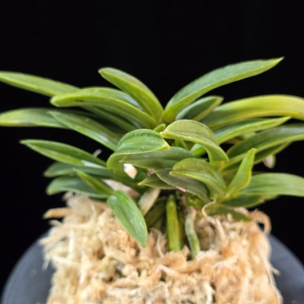 섭묵 摺墨 Surusumi