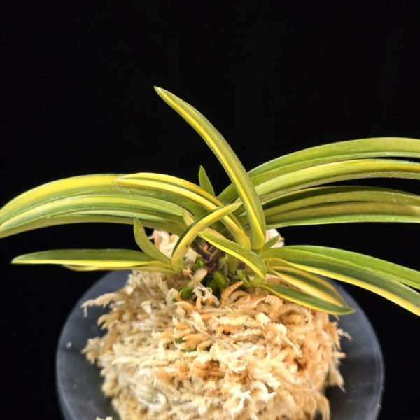 운룡롱 雲龍瀧 Unryudaki