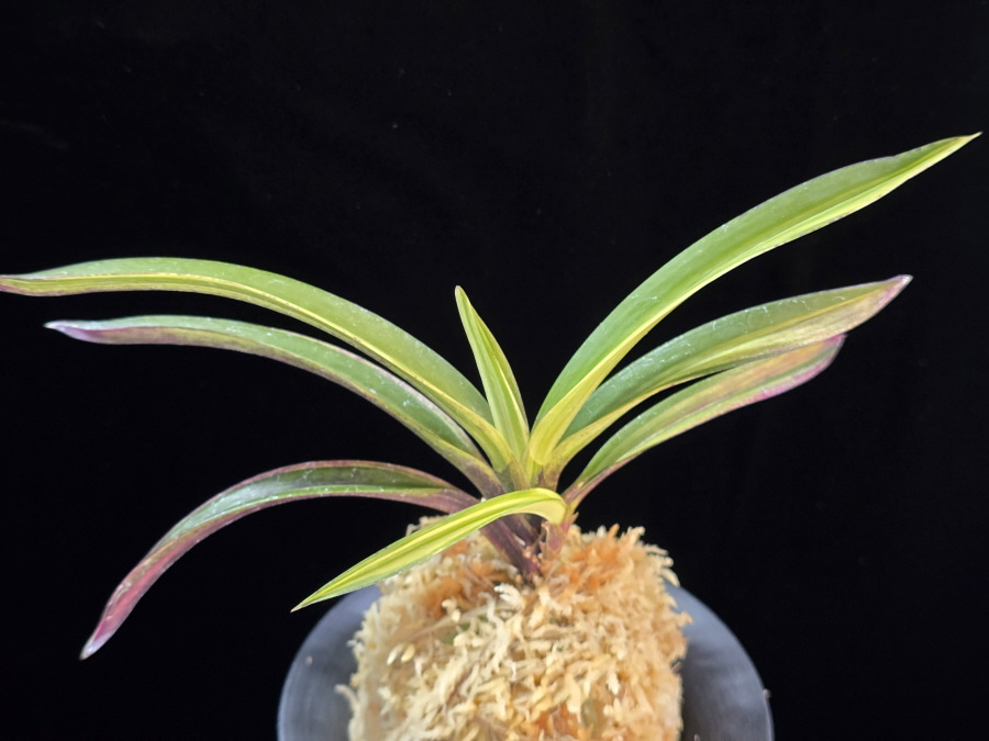 백희설 白熙雪 Baekhuiseol 백희설 白熙雪 Baekhuiseol