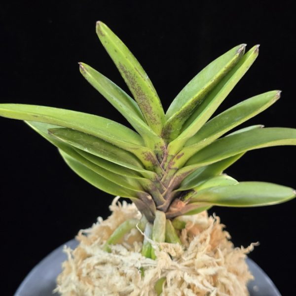 척령 鶺鴒 Sekirei