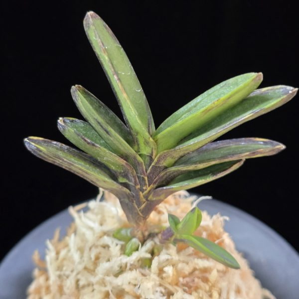 고조선 古朝鮮 Gojoseon(Kochosen)