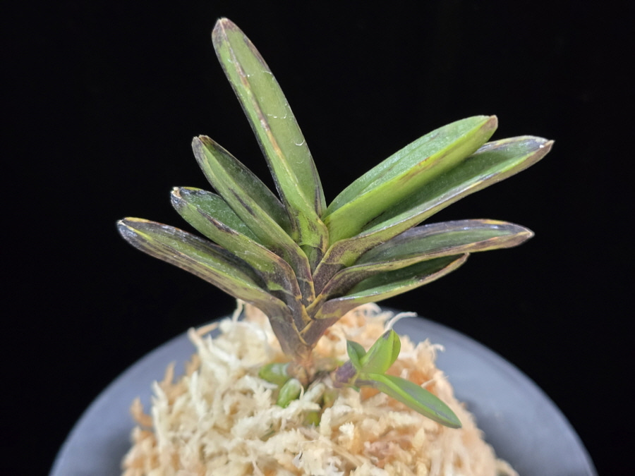 고조선 古朝鮮 Gojoseon(Kochosen) 고조선 古朝鮮 Gojoseon(Kochosen)