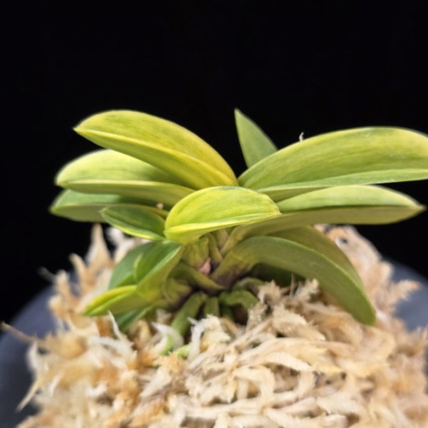 각왕산 覚王山 Kakuozan