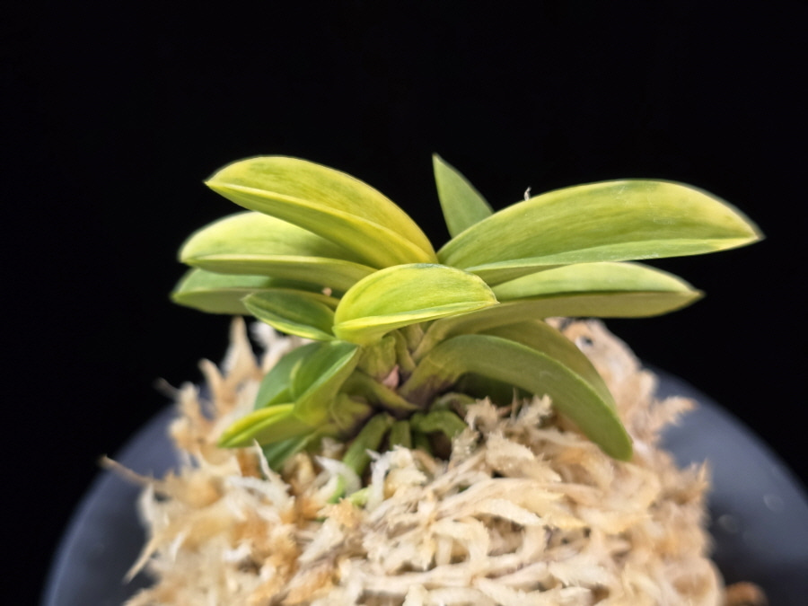 각왕산 覚王山 Kakuozan 각왕산 覚王山 Kakuozan