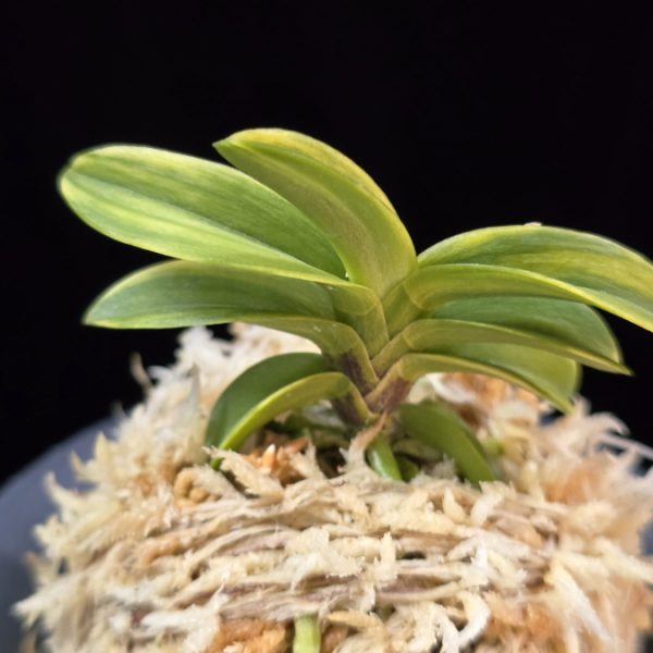 각왕산 覚王山 Kakuozan