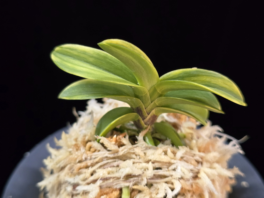 각왕산 覚王山 Kakuozan 각왕산 覚王山 Kakuozan