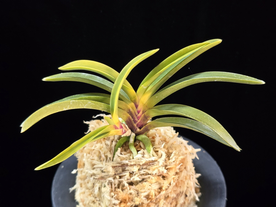 진월 真月 Shingetsu 진월 真月 Shingetsu