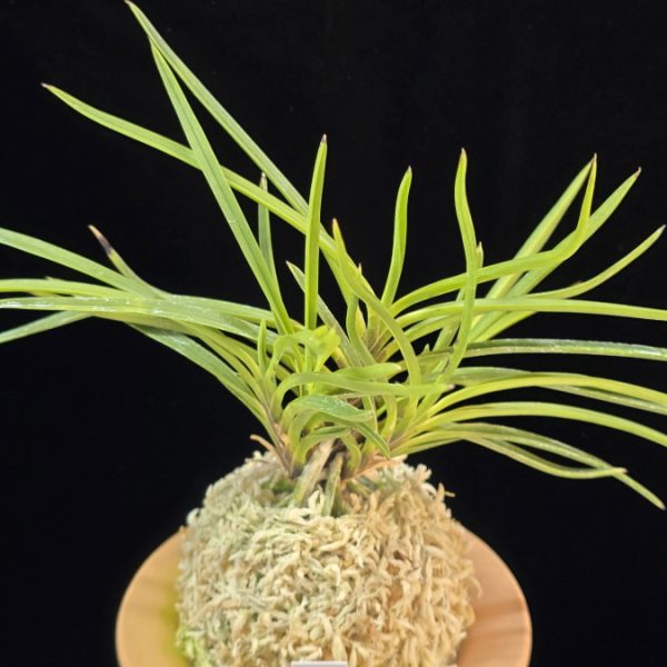 화전 花纏 Hanamatoi (3spur)