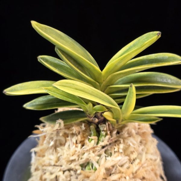 대장금 大壯錦 Daejanggeum(Daiso Nishiki)