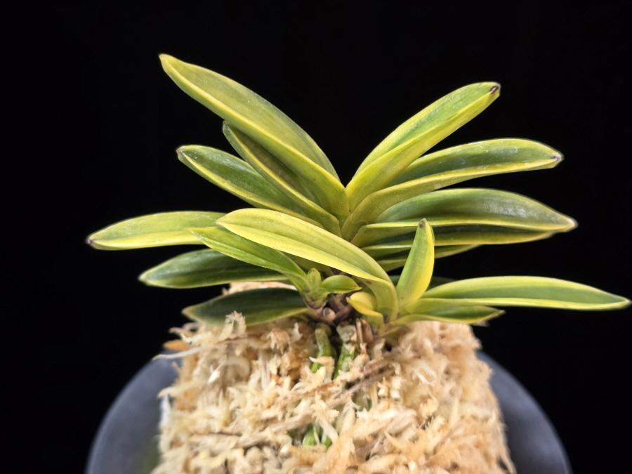 대장금 大壯錦 Daejanggeum(Daiso Nishiki) 대장금 大壯錦 Daejanggeum(Daiso Nishiki)