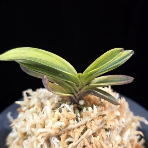 대장금 大壯錦 Daejanggeum(Daiso Nishiki)