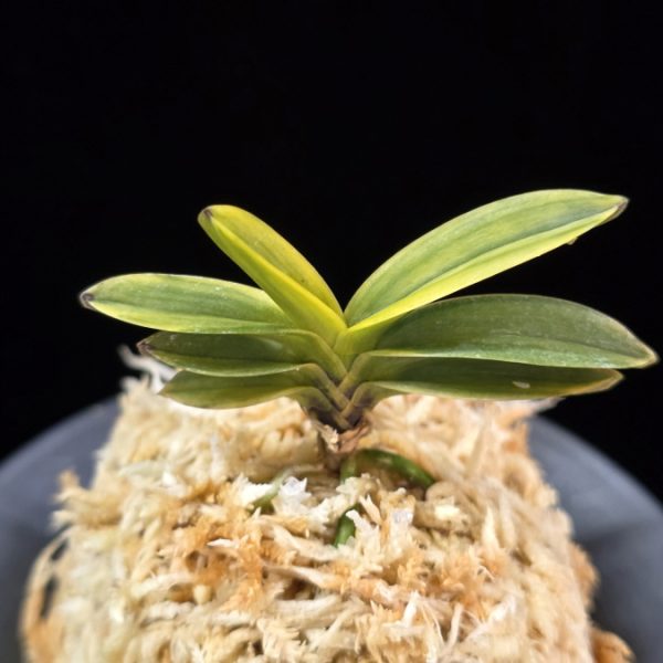 대장금 大壯錦 Daejanggeum(Daiso Nishiki)