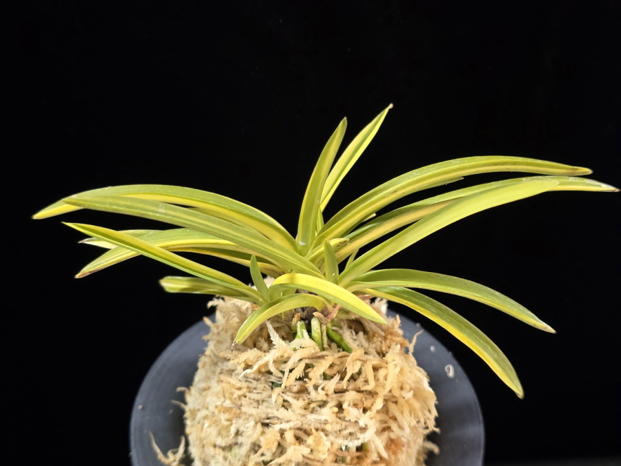 조일전 朝日殿 Asahiden 조일전 朝日殿 Asahiden