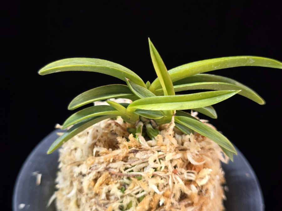 대호 大虎 Daeho (Onamisekai Tora) 대호 大虎 Daeho (Onamisekai Tora)