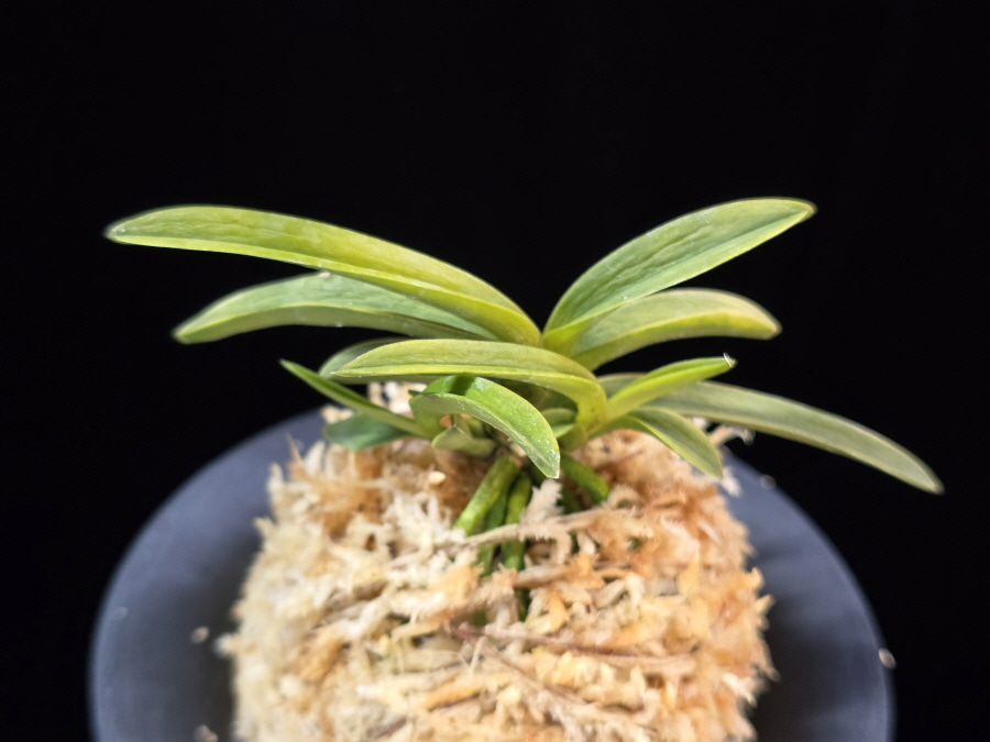 대호 大虎 Daeho (Onamisekai Tora) 대호 大虎 Daeho (Onamisekai Tora)