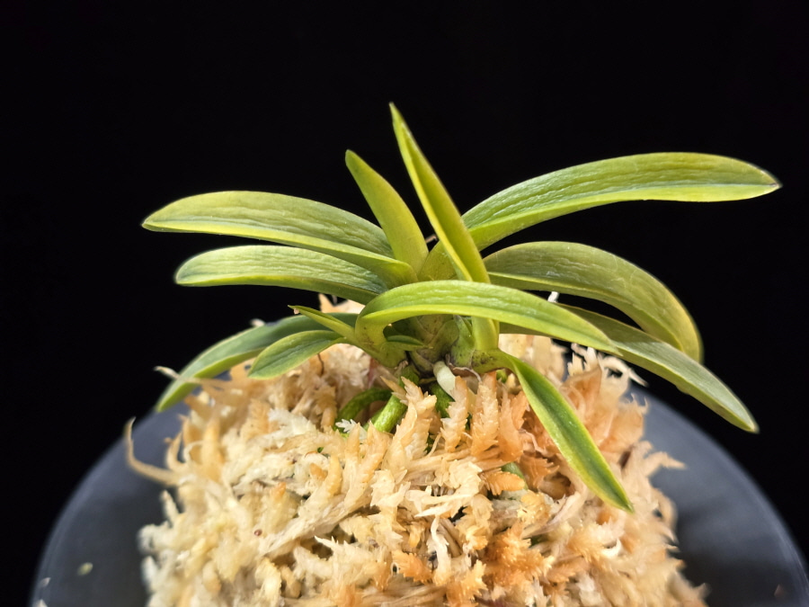 대호 大虎 Daeho (Onamisekai Tora) 대호 大虎 Daeho (Onamisekai Tora)