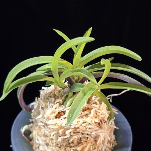 산취설 山吹雪 Yamafubuki