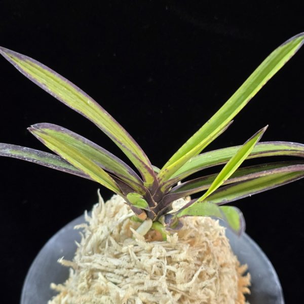 오주천 烏朱天 Ojucheon (Shutenno Fukurin)