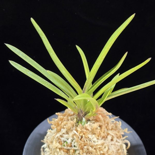 삼원홍 三元紅 Samwonhong (3 spur)