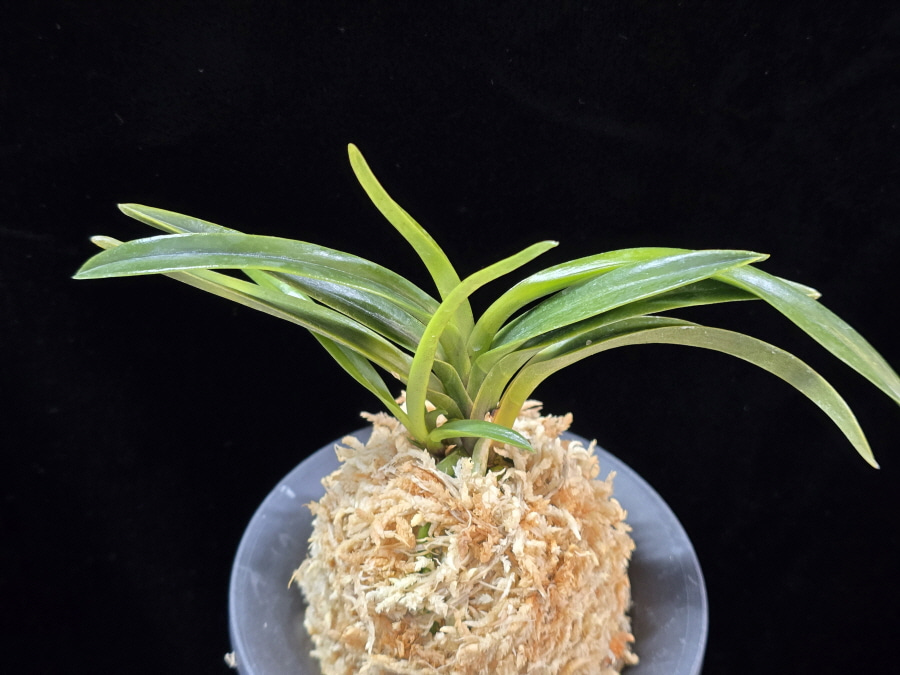 감벽 紺碧 Konpeki 감벽 紺碧 Konpeki