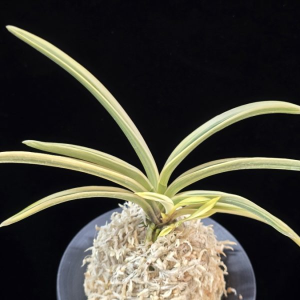 내위 匂威 Nioiodoshi