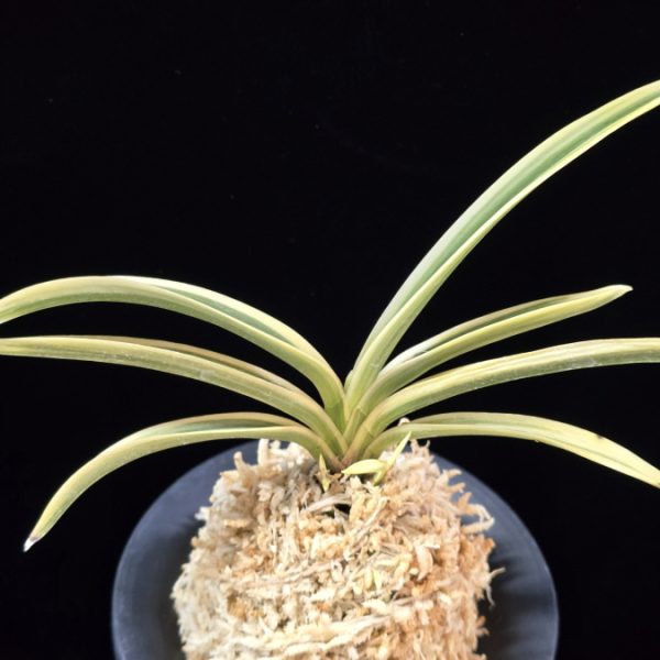 내위 匂威 Nioiodoshi