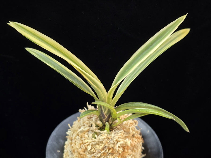 유리 琉璃 Yuri (Amami Kanpaku) 유리 琉璃 Yuri (Amami Kanpaku)