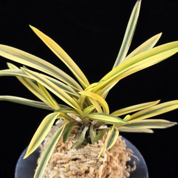 원화 源花  Wonhwa