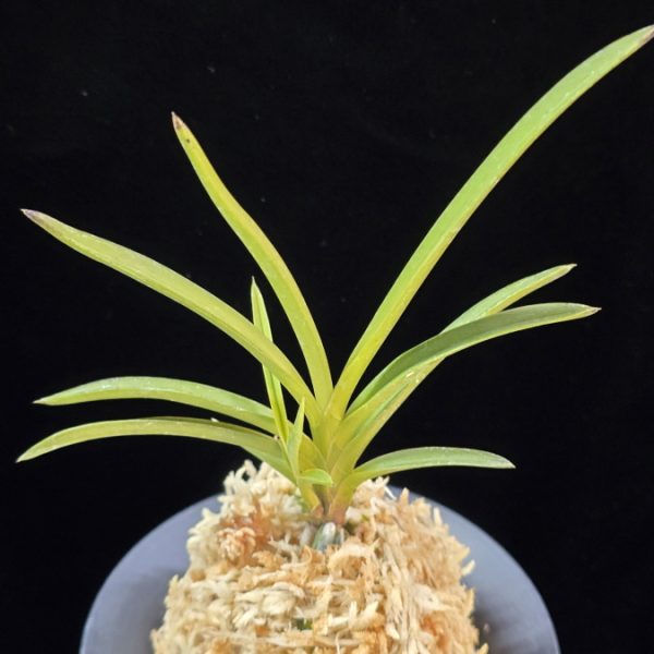 화선 花仙 Hwaseon (3spur)