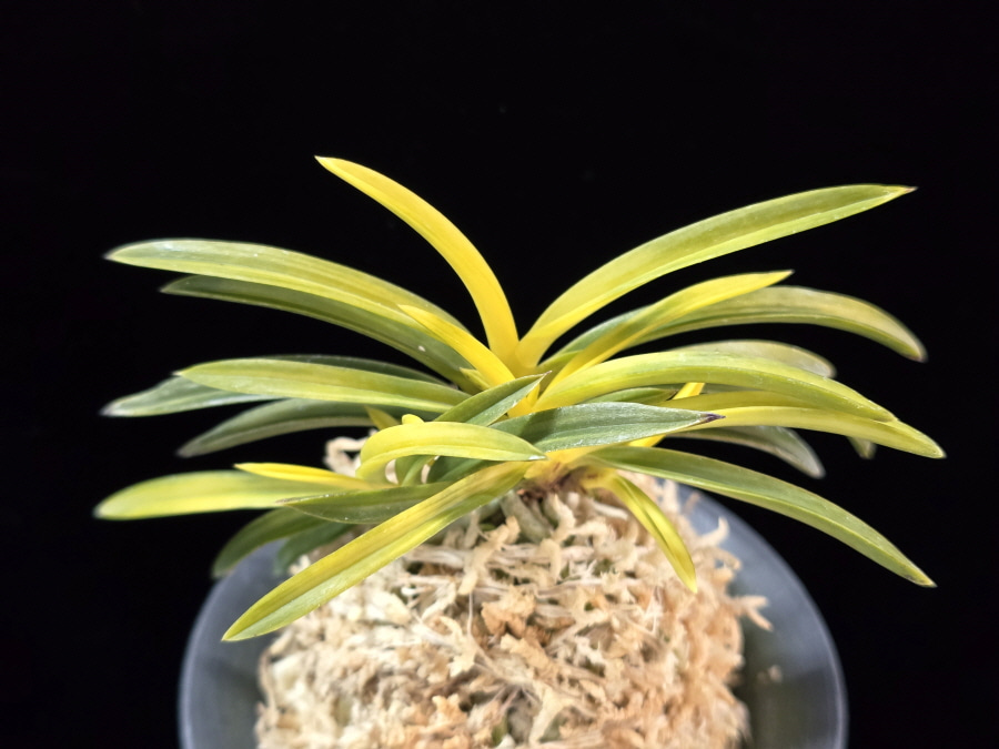 서천금 瑞泉錦 Seocheongeum (Zuiun Shima) 서천금 瑞泉錦 Seocheongeum (Zuiun Shima)