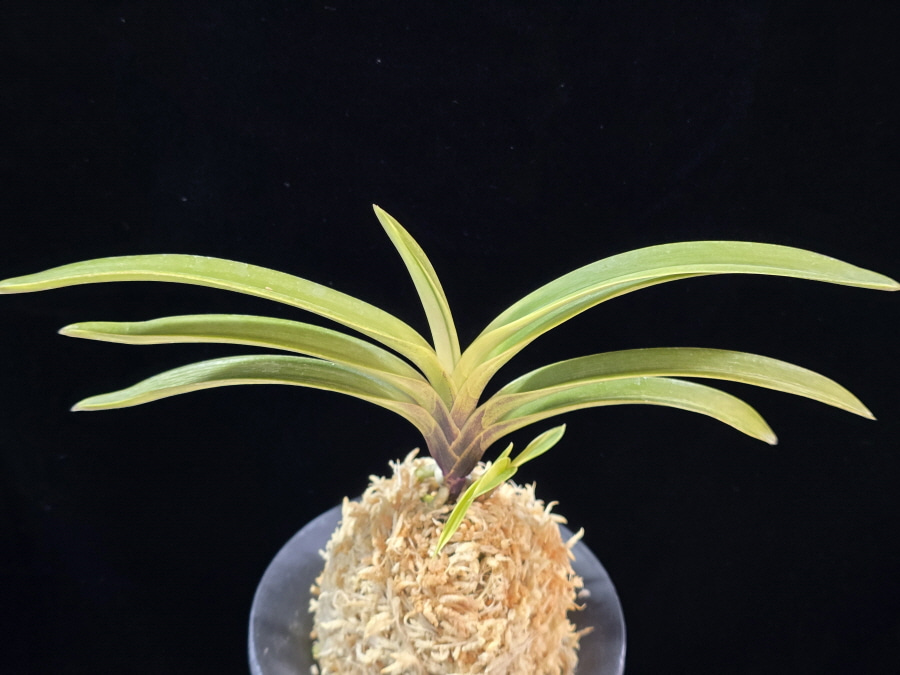 취설 吹雪 Chwiseol 취설 吹雪 Chwiseol