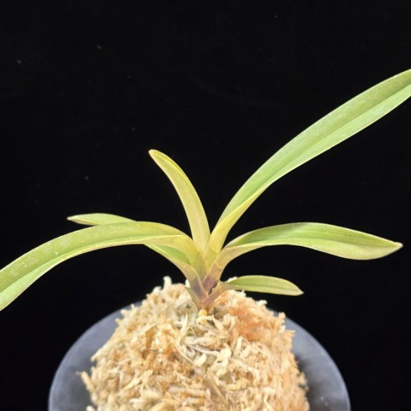 취설 吹雪  Chwiseol