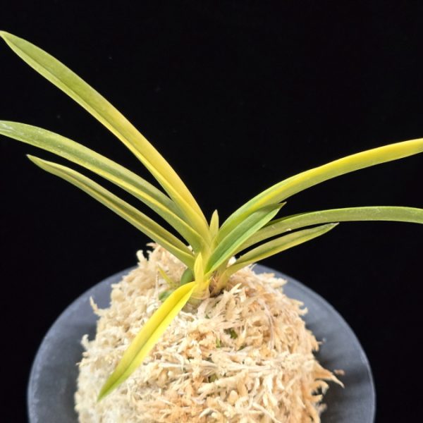 묘향 妙香 Myohyang