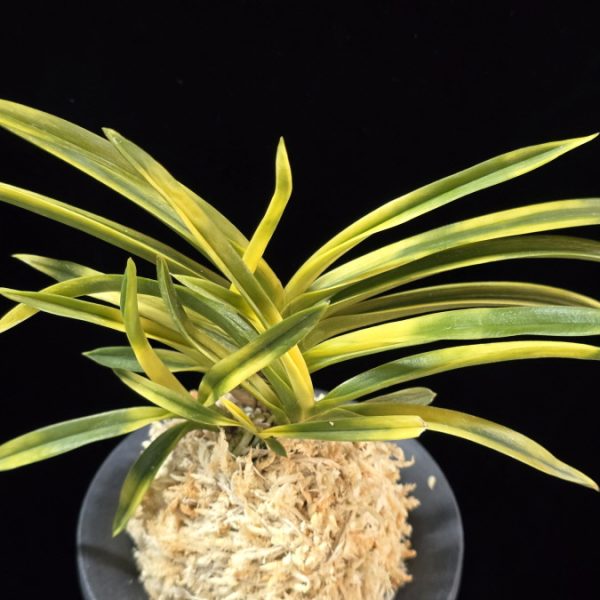 묘향 妙香 Myohyang