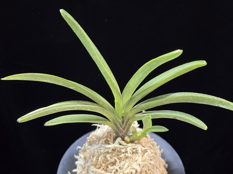 여은백호 麗殷白縞 Yeoeun Shiroshima 여은백호 麗殷白縞 Yeoeun Shiroshima