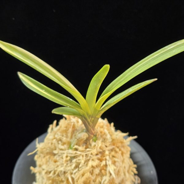 여은백호 麗殷白縞 Yeoeun Shiroshima